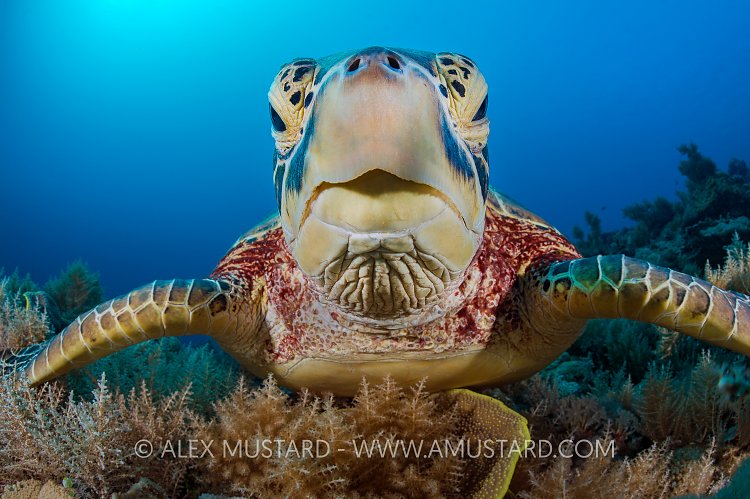 Green Turtle Portrait. Palau