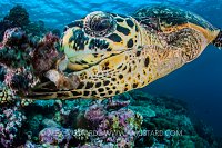 Feeding Turtle. Palau