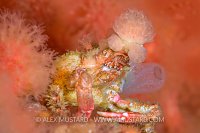 Decorator Crab. Canada