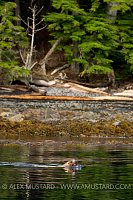 Steller sealion, Canada.
