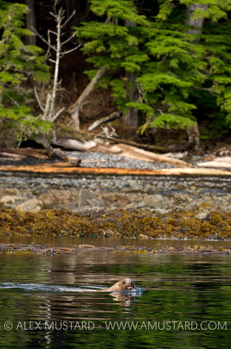 Steller sealion, Canada.