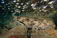Ornate wobbegong shark in cave