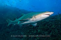 Gray nurse shark, Australia.