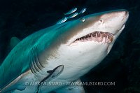 Gray nurse shark, Australia.