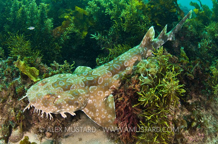 Spotted wobbegong in seaweeds