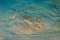 Electric ray, Red Sea.