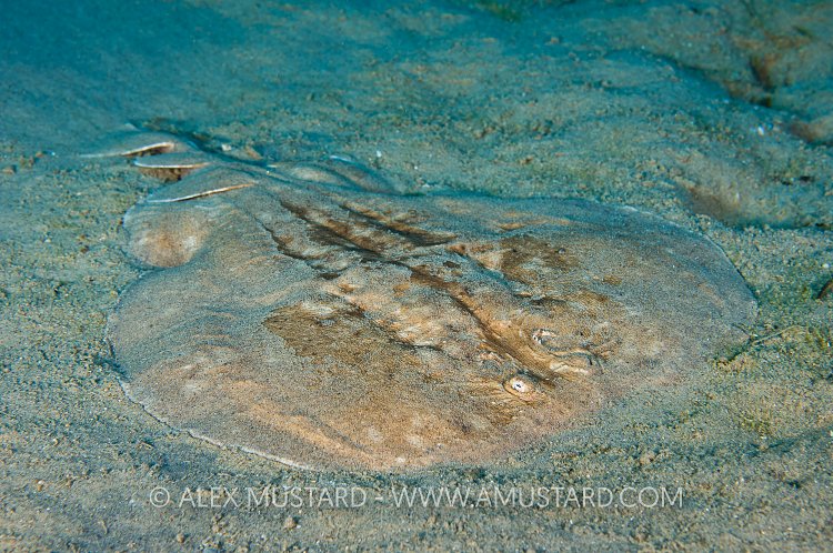 Electric ray, Red Sea.