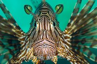 Lionfish Hunting. Indonesia
