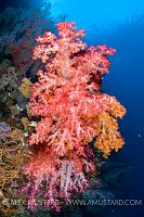 Soft Corals. Indonesia