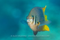 Damsel Portrait. Indonesia