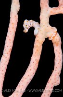 Pygmy seahorse on seafan. Indonesia.