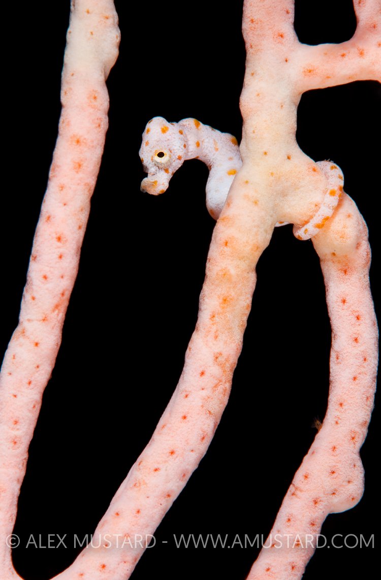 Pygmy seahorse on seafan. Indonesia.