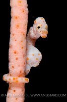 Pygmy seahorse on coral.