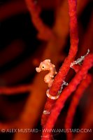 Pygmy seahorse on seafan. Indonesia.