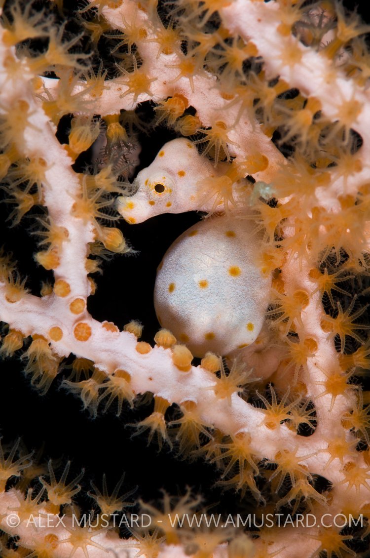 Pygmy seahorse on seafan. Indonesia.