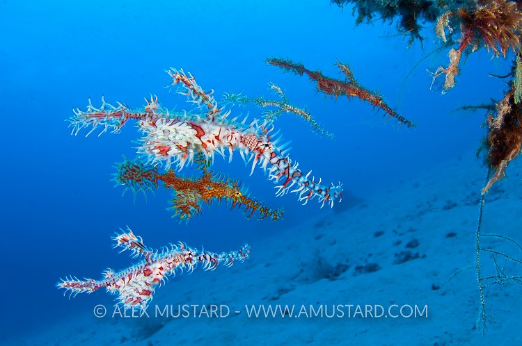 Ghost Pipefish Shoal. Indonesia.
