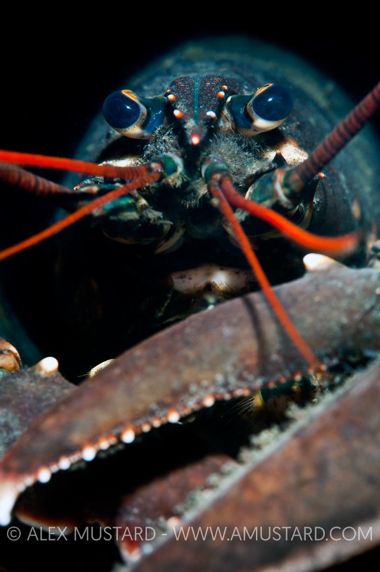 European clawed lobster. Netherlands