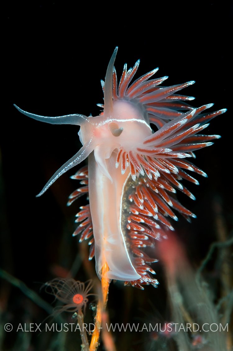 Nudibranch (Flabellina lineata) Feeding. Norway.