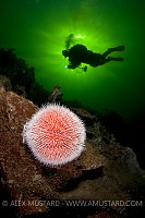 Sea urchin and diver. Norway