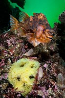 Lumpsucker With Eggs. Norway.