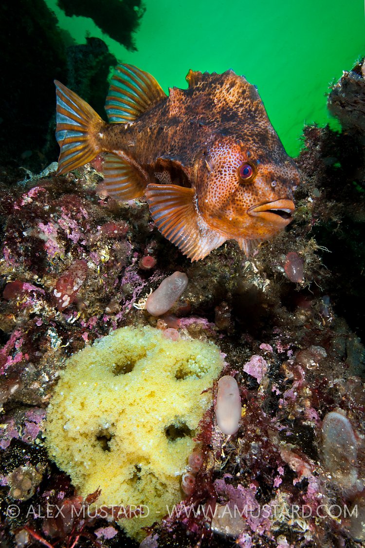 Lumpsucker With Eggs. Norway.