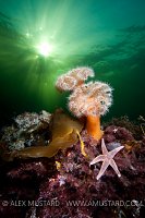 Plumose anemones and starfish. Norway.