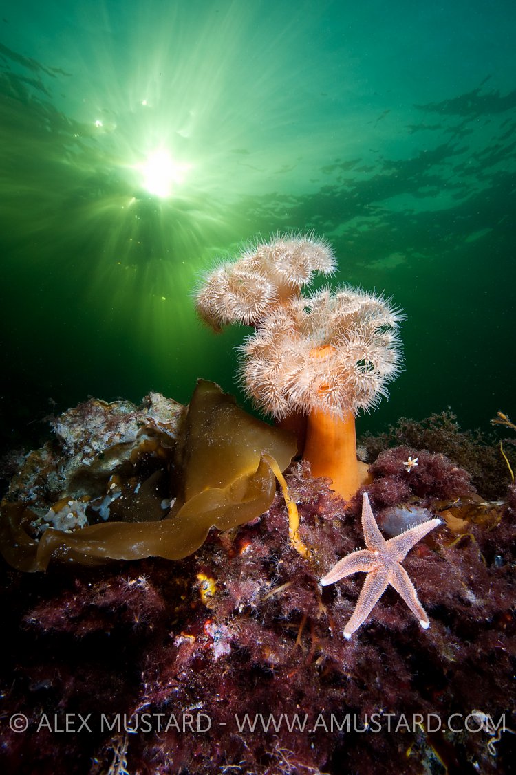 Plumose anemones and starfish. Norway.