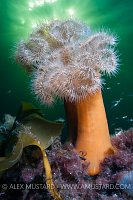 Plumose Anemone. Norway