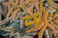 Starfish Feeding Frenzy. Norway