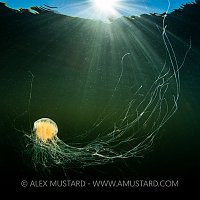 Lion's Mane Jelly. Norway