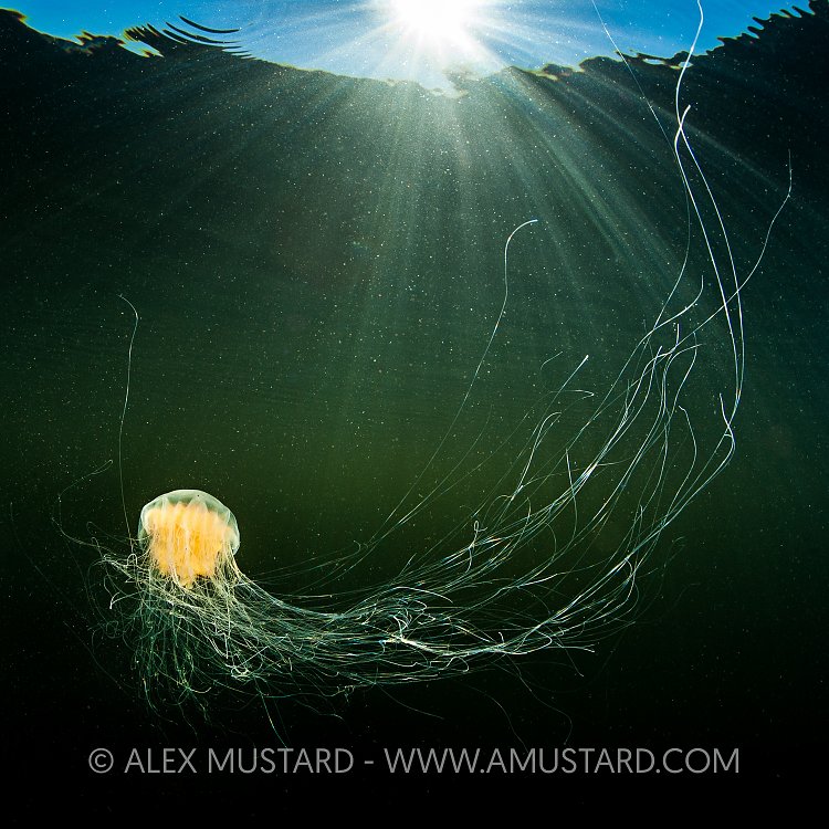 Lion's Mane Jelly. Norway