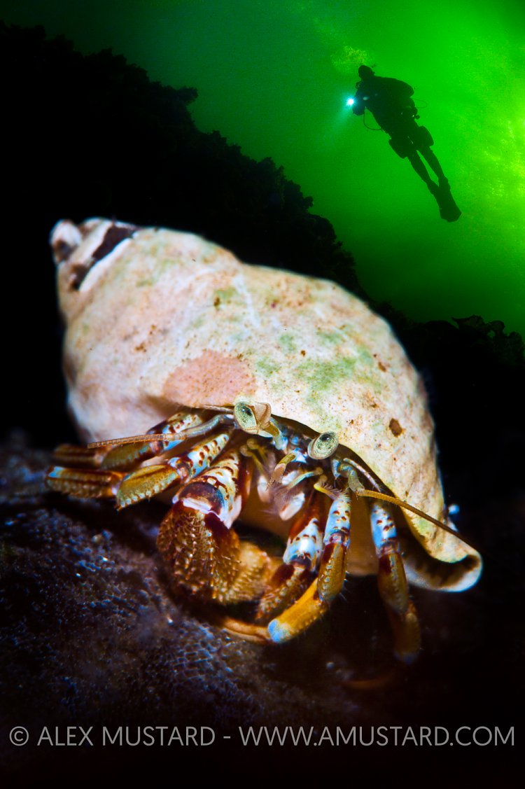 Hermit Crab And Diver. Norway.