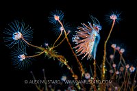 Nudibranch Feeding. Norway