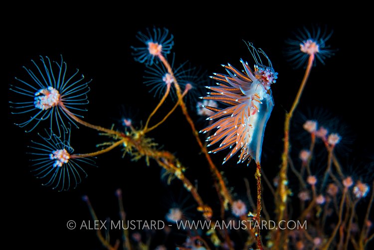 Nudibranch Feeding. Norway