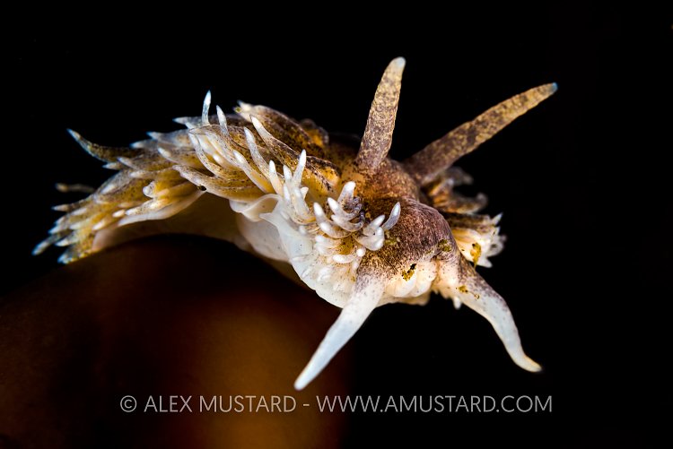 Nudibranch Portrait. Norway