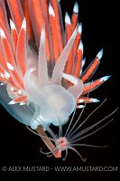 Nudibranch feeding. Norway