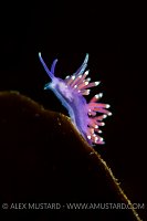 Nudibranch on Kelp. Norway