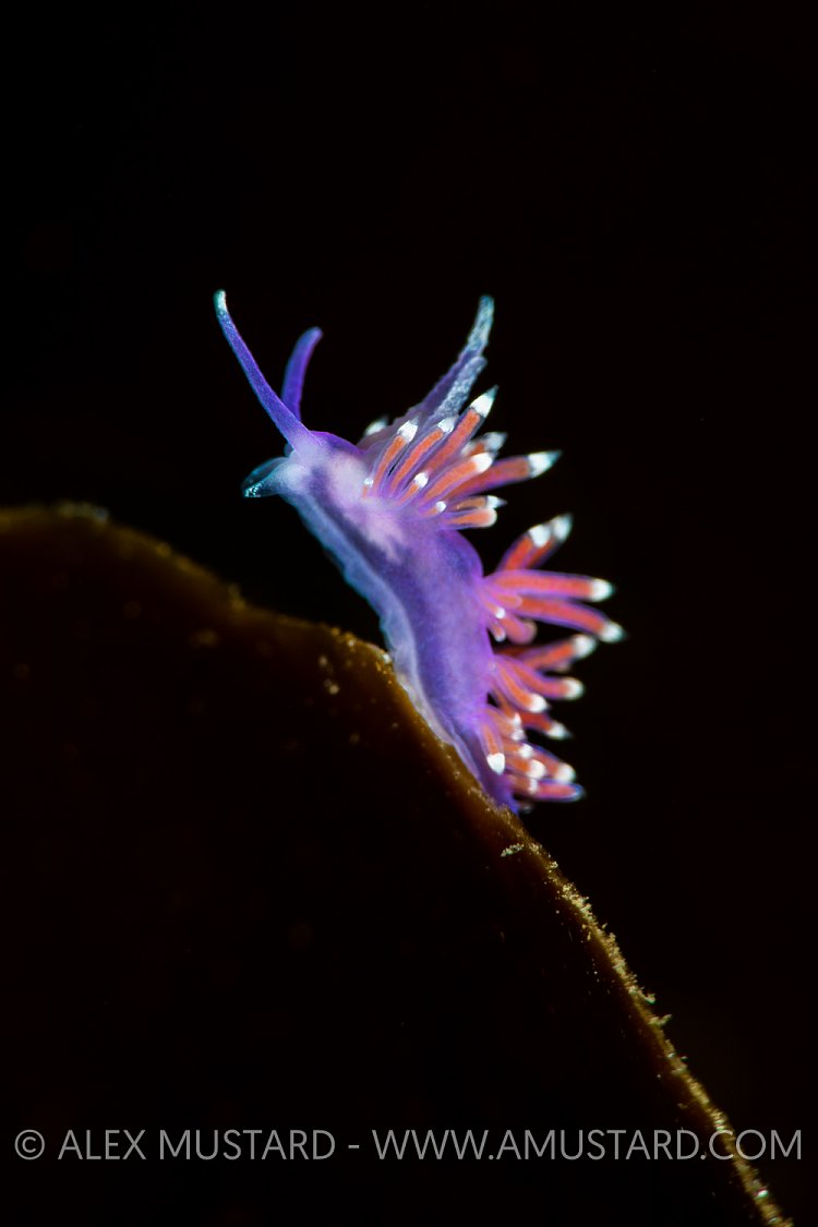 Nudibranch on Kelp. Norway