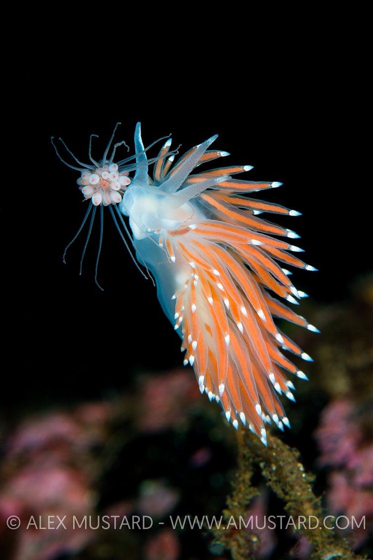 Nudibranch Feeding. Norway