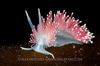 Nudibranch (Flabellina c.f. pellucida) Portrait. Norway