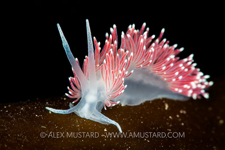 Nudibranch (Flabellina c.f. pellucida) Portrait. Norway