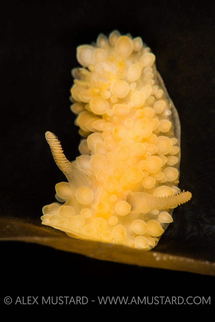 Nudibranch (Adalaria proxima) Portrait. Norway