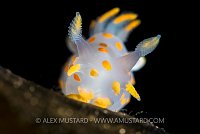 Nudibranch Portrait. Norway