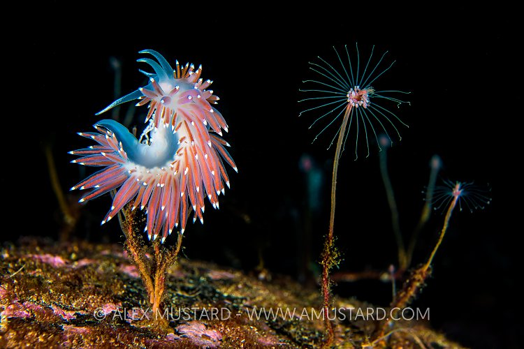 Nudibranch Feeding and Laying Eggs. Norway