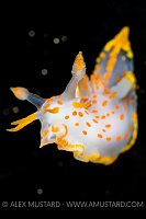 Nudibranch On Black. Norway