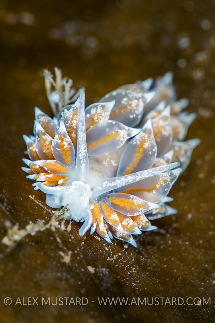 Nudibranch Portrait. Norway