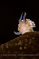 Nudibranch Portrait. Norway