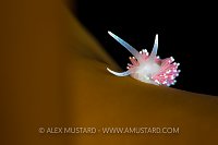 Nudibranch Portrait. Norway