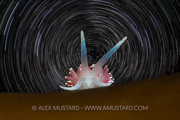 Nudibranch In The Stars.