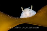 Nudibranch Portrait. Norway